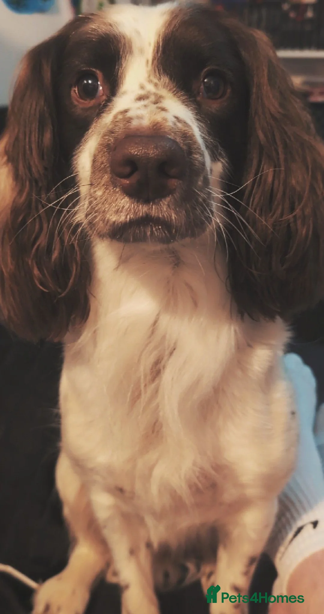 English Springer Spaniel dogs for sale: 7 Y/O Springer Spaniel - Advert 2