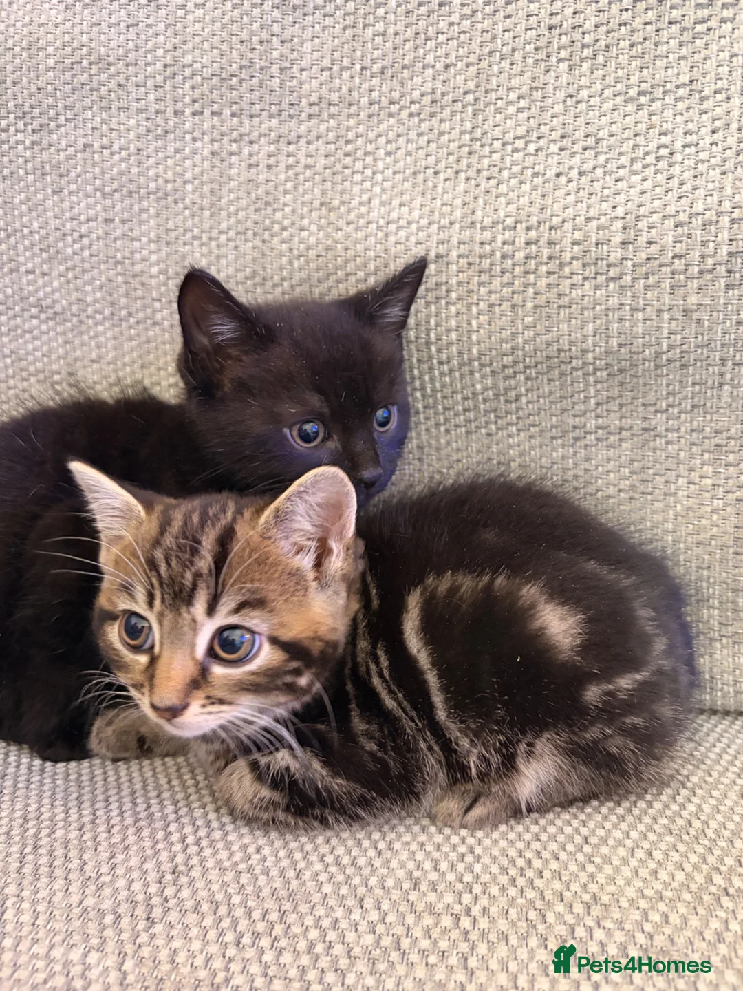 Mixed Breed cats for sale: 8 week old Mixed breed Kittens in Newtown - Advert 10