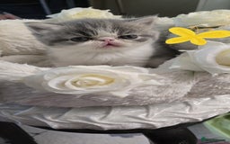 Persian cats for sale: Two beautiful MALE kittens 🐈‍⬛ 🐈‍⬛  - Image 13