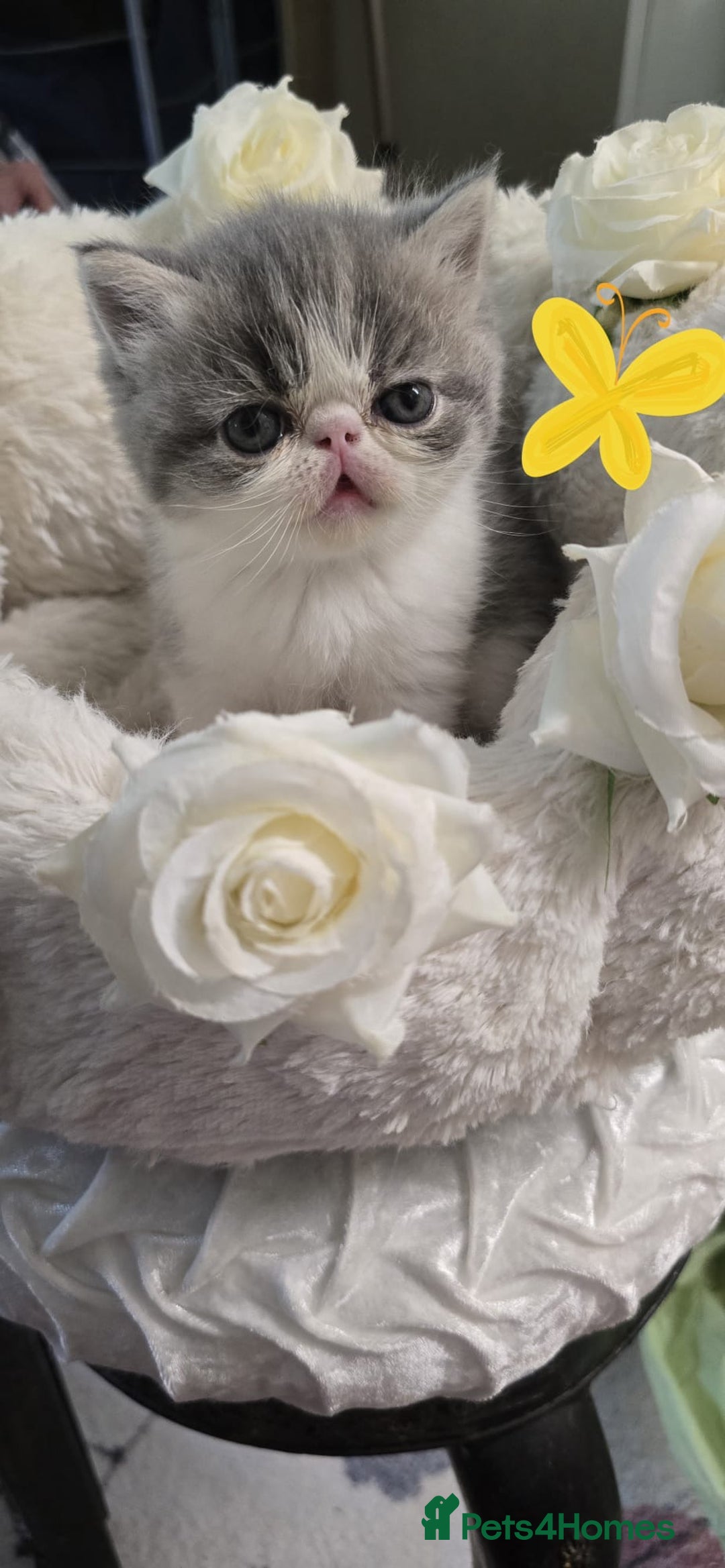 Persian cats for sale: Two beautiful MALE kittens 🐈‍⬛ 🐈‍⬛  - Image 13