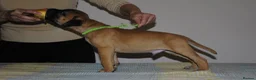 Bullmastiff dogs for sale: Bullmastiff puppies available for new homes... - Advert 6