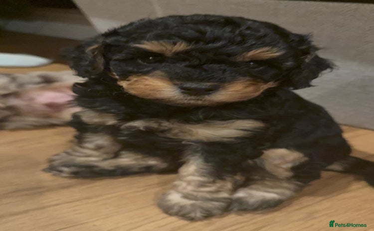 Cavapoo dogs - Advert 1