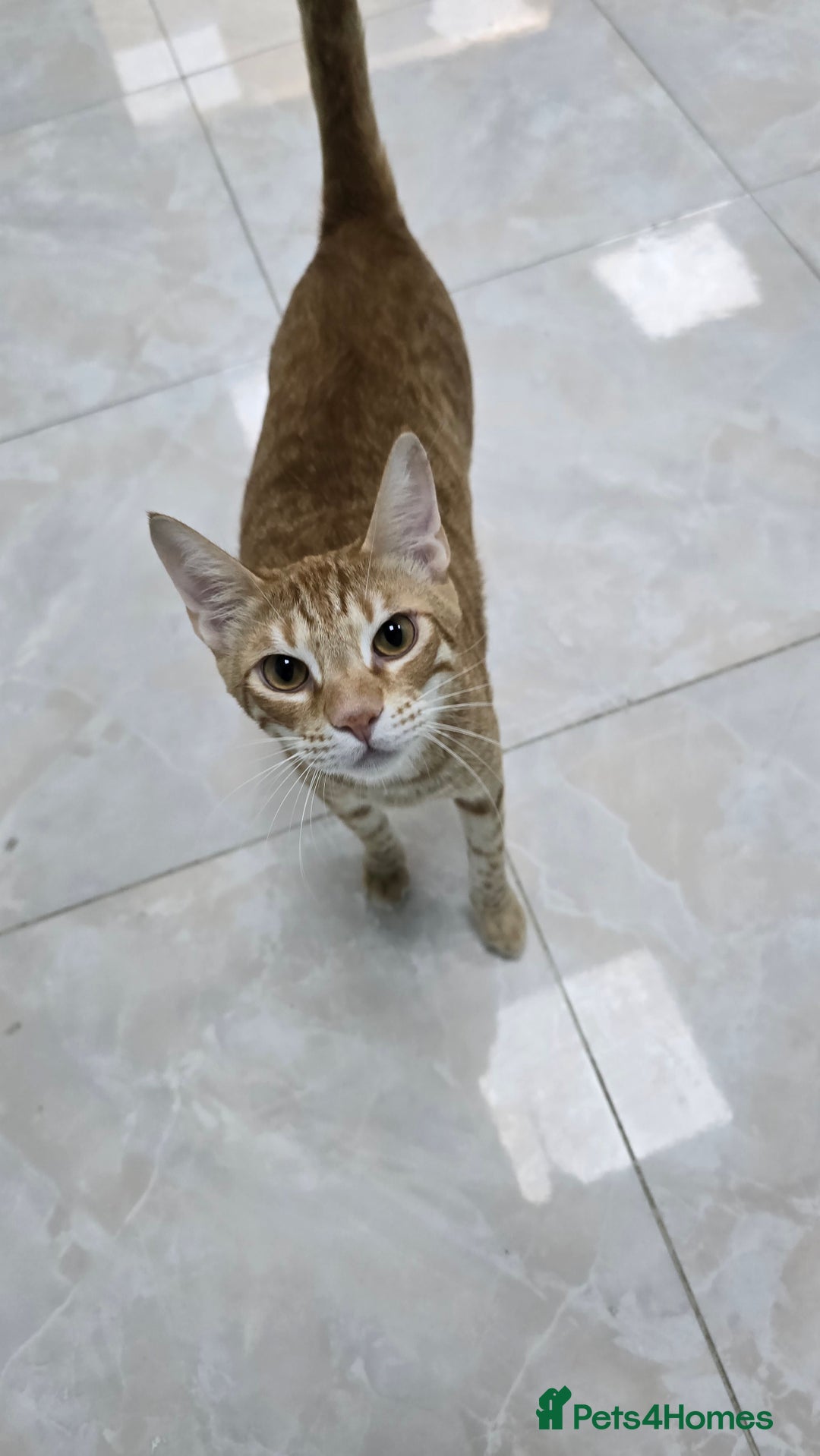 Mixed Breed cats for adoption: [Indoors Only] Lovely & affectionate Cuddlebugs - Image 16