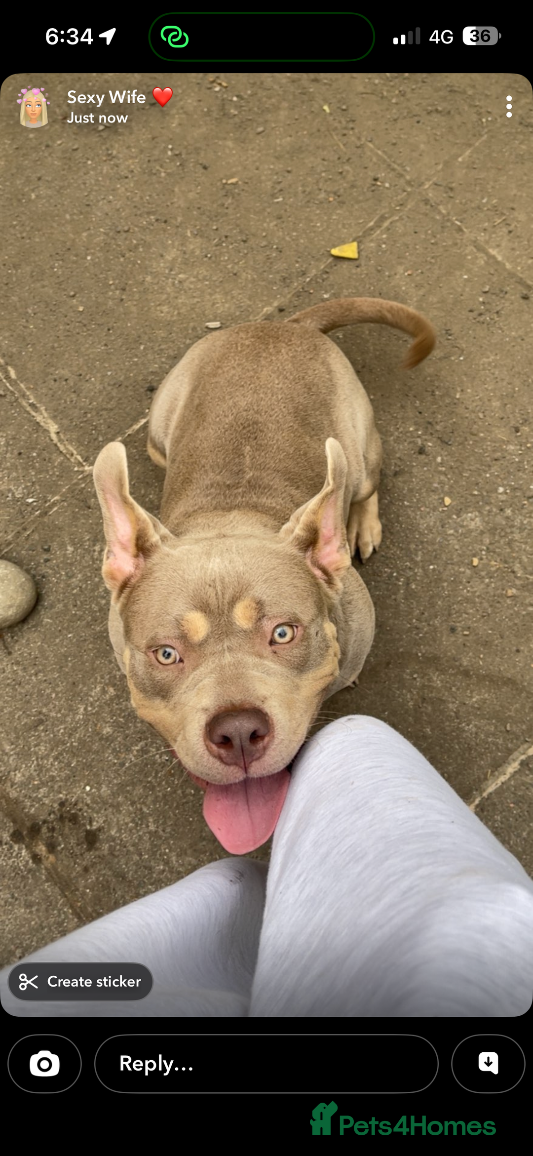 Mixed Breed dogs for sale: Pocket bully  - Advert 2