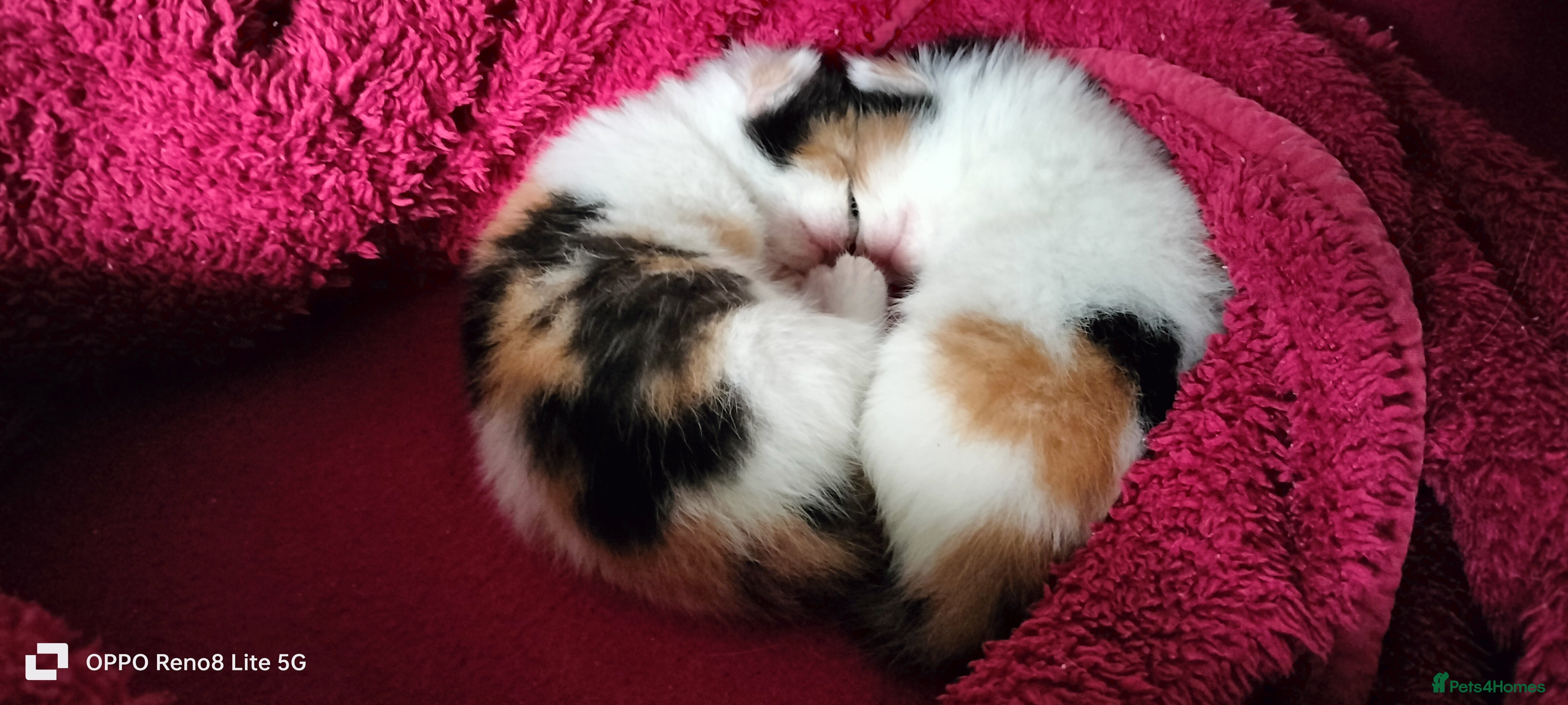 Domestic Shorthair cats Kittens  - Advert 10