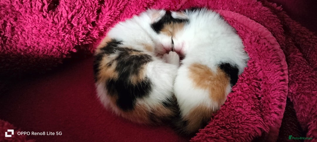 Domestic Shorthair cats for sale: Kittens  - Advert 19