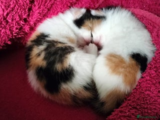 Domestic Shorthair cats Kittens - Advert 3