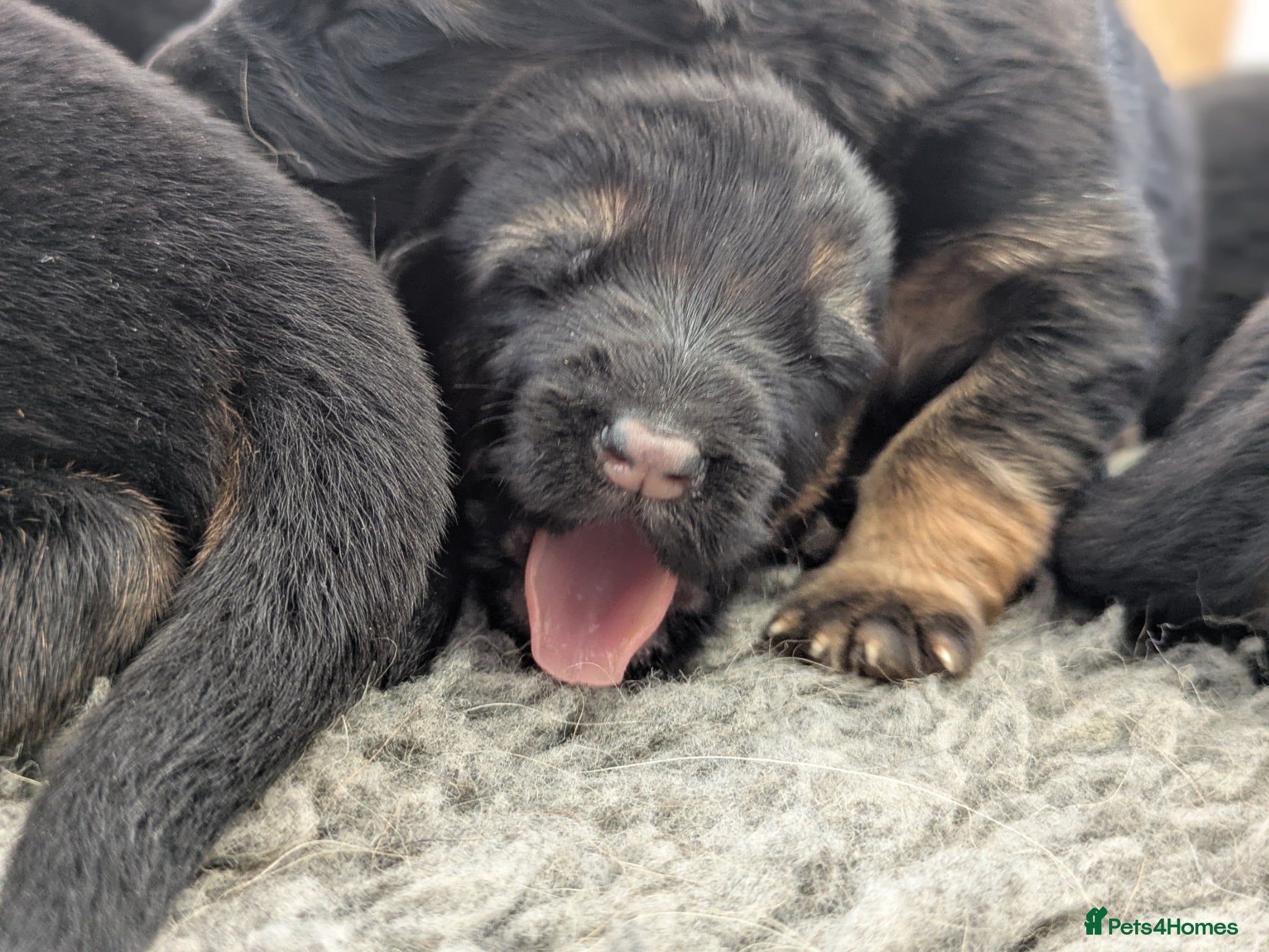 German Shepherd dogs Champion Show-Line KC Pups, Health Tested Parents - Advert 2