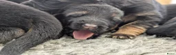 German Shepherd dogs for sale: Champion Show-Line KC Pups, Health Tested Parents - Advert 2