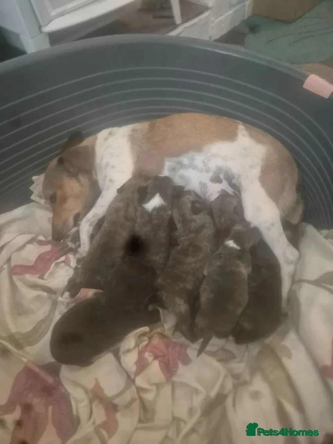 Mixed Breed dogs for sale: Stunning Westiejack Pups (Jack Russell x Westie  - Advert 1