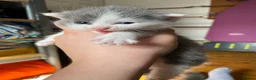 Mixed Breed cats for sale: Kittens for sale  in King's Lynn - Advert 12