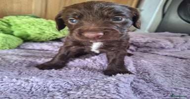 Sprocker dogs - Advert 16
