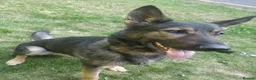 German Shepherd dogs for sale: Rehoming - Advert 2