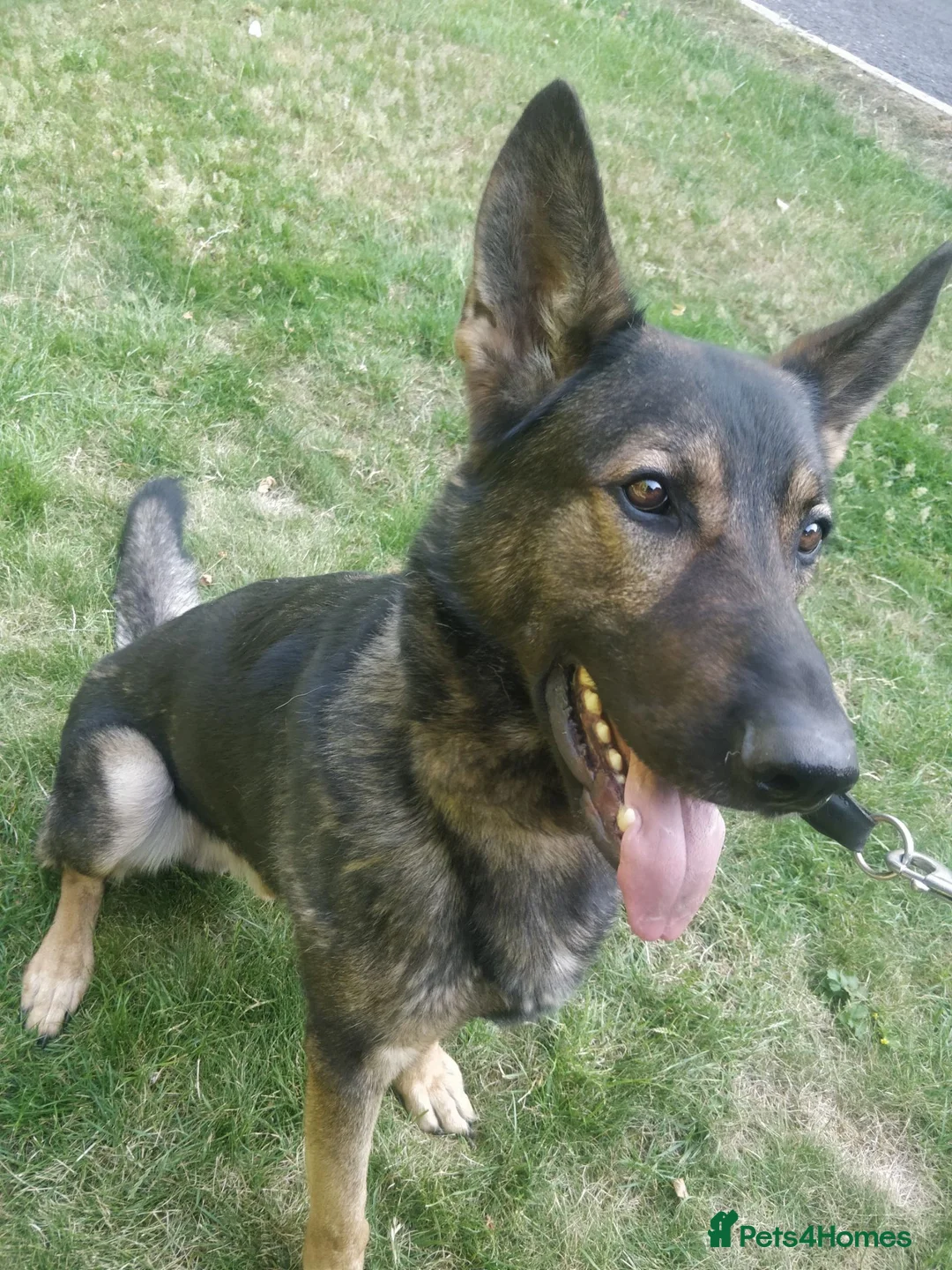 German Shepherd dogs for sale: Rehoming - Advert 2