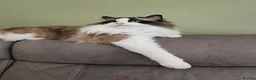 Ragdoll cats for sale: Beautiful GCCF Male Ragdoll 2 years old in Middlesbrough - Advert 21
