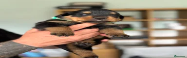 Rottweiler 5