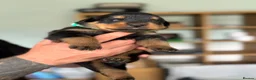 Rottweiler dogs for sale: Stunning Rottweiler Puppies  - Advert 36