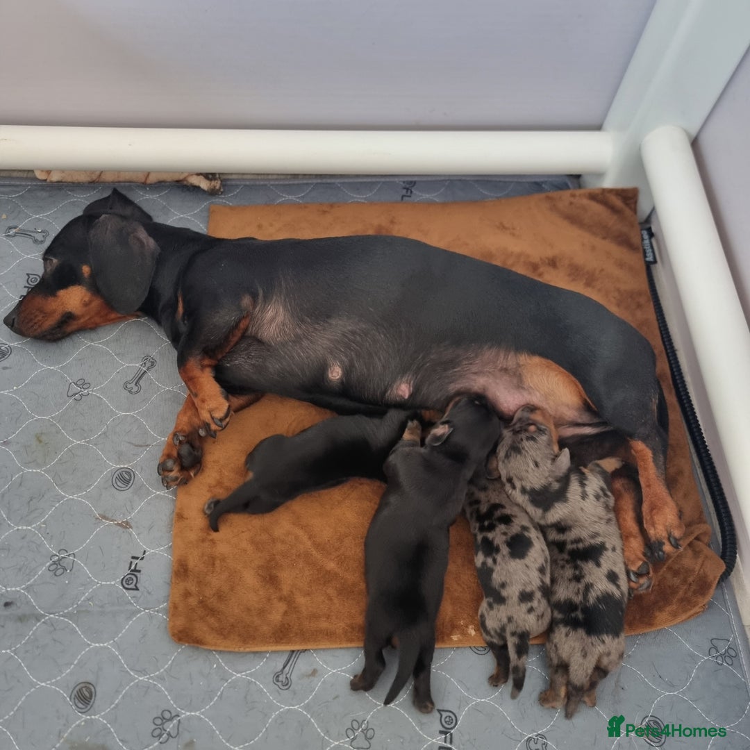 Miniature Dachshund dogs for sale: Stunning KC Health Tested Miniature Dachshunds - Image 18