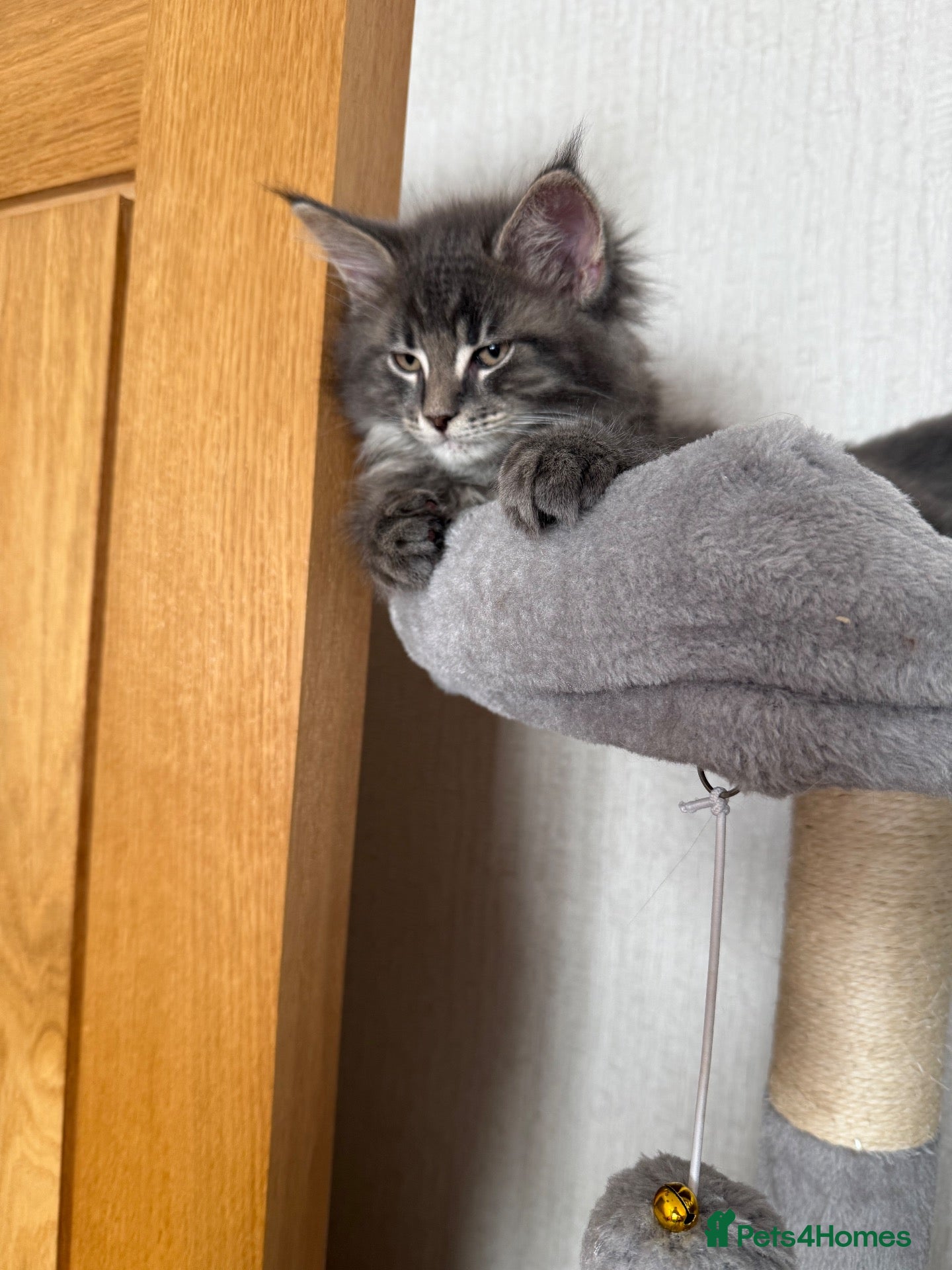Maine Coon cats G Maine Coons - Advert 1