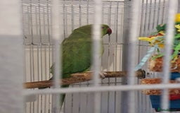 Ringnecks birds for sale: 2 indian ringnecks male and female. - Image 3