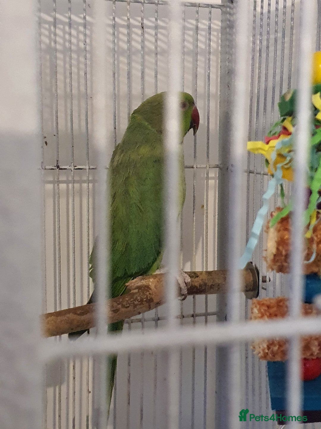 Ringnecks birds for sale: 2 indian ringnecks male and female. - Image 3