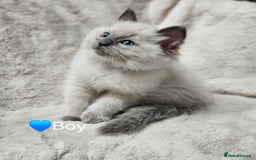 Ragdoll cats for sale: PURE RAGDOLL KITTENS 💜💙💚🤎 - Image 5