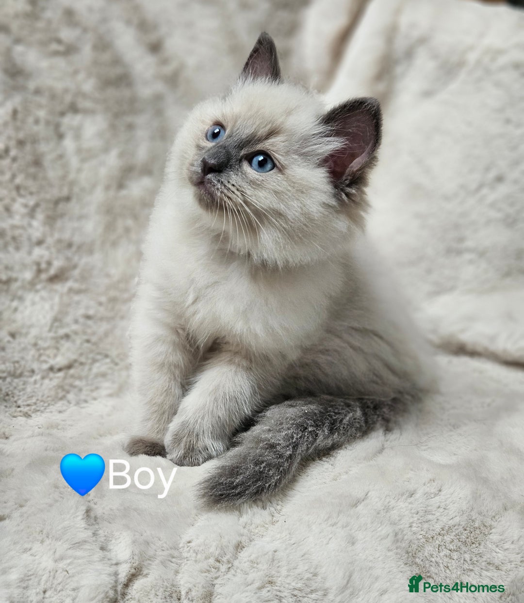Ragdoll cats for sale: PURE RAGDOLL KITTENS 💜💙💚🤎 - Image 5