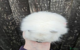 Guinea Pig rodents for sale: 3 baby swiss boars - Image 3