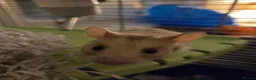 Hamster rodents for sale: Syrian Hamster for a lovely home in London - Advert 3