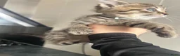 Mixed Breed cats for sale: 3 Beautiful Female Scottish Fold × Tabby Kittens  - Advert 9