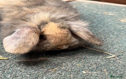Mini Lion Lop rabbits for sale: Stunning coloured mini lion lops - Image 6