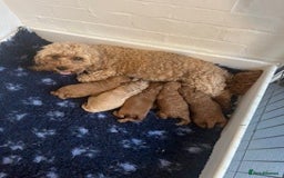 Cavapoo dogs for sale: Beautiful Litter Of F2b Cavapoos - Image 2