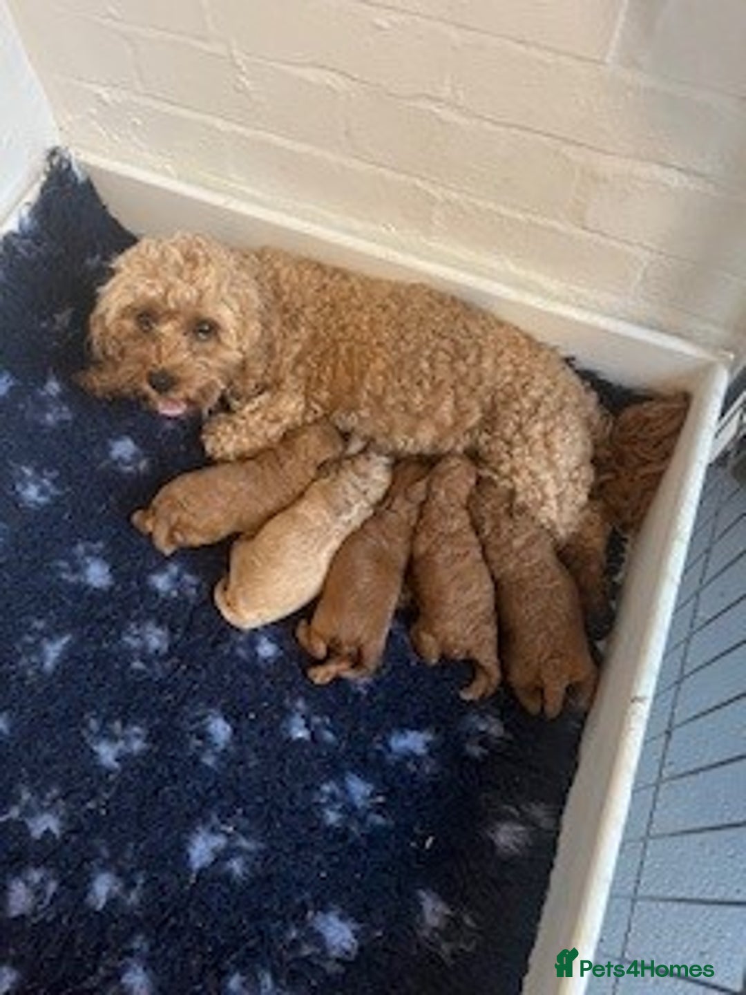 Cavapoo dogs for sale: Beautiful Litter Of F2b Cavapoos - Image 2
