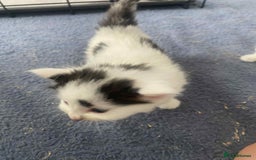 British Longhair cats for sale: Fluffy black & white kittens - Image 6