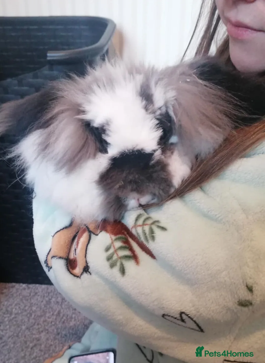 Lionhead rabbits for sale: Friendly Lionhead x Rex Rabbit needs rehoming - Advert 2