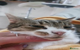 British Shorthair cats for sale: Cute Luna would ♥️ to find her new home  - Image 2