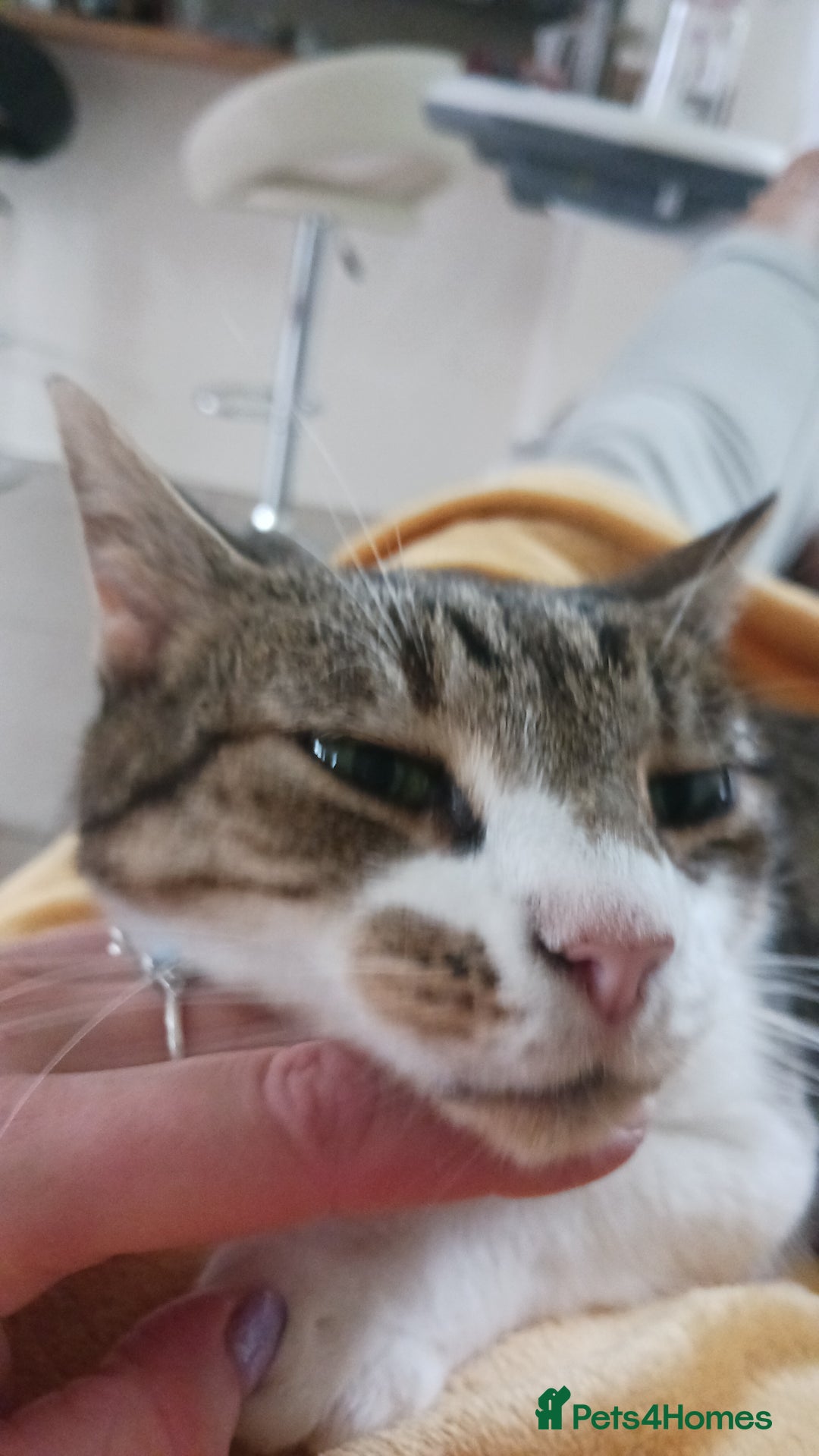 British Shorthair cats for sale: Cute Luna would ♥️ to find her new home  - Image 2