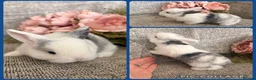 Mini Lop rabbits for sale: Mixed litter of adorable mini lops - Advert 5