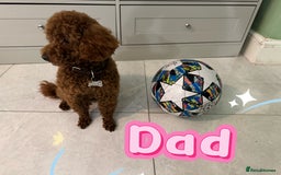 Toy Poodle dogs for sale: Tiny black toy poodle puppies KC registered - Image 6