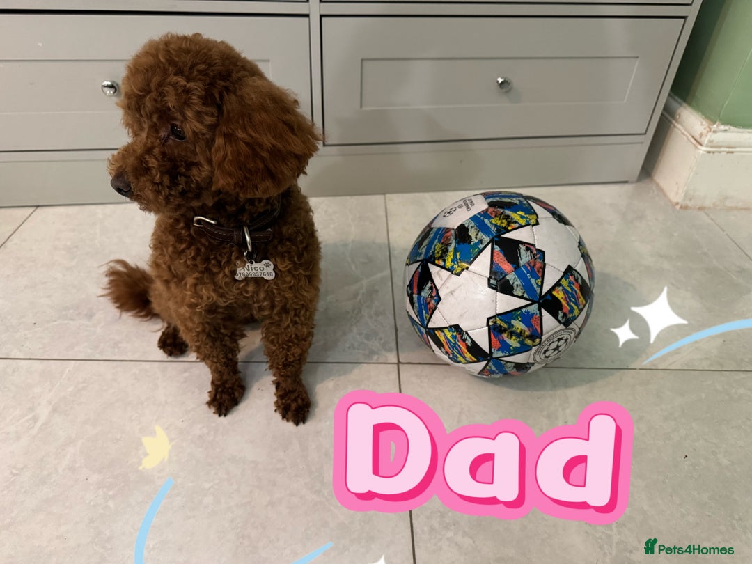 Toy Poodle dogs for sale: Tiny black toy poodle puppies KC registered - Image 6