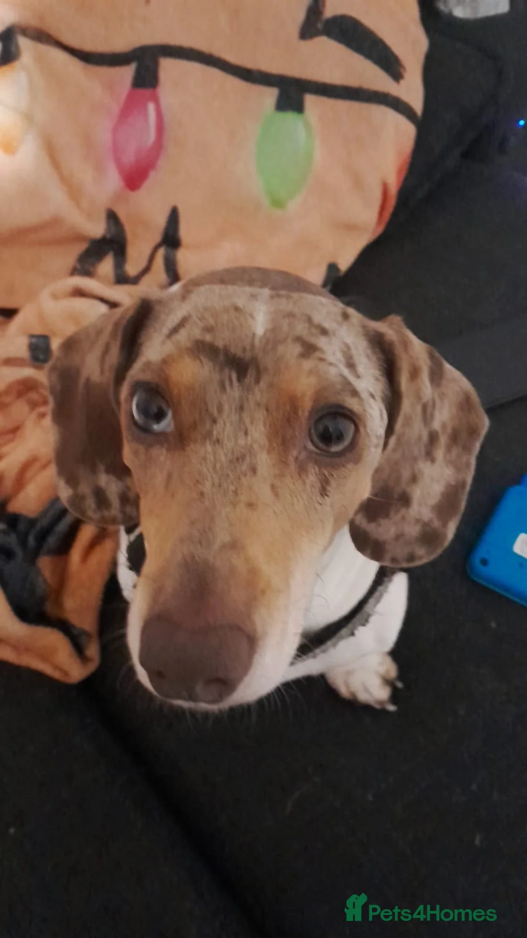 Dachshund dogs for stud: Blue eyed Merle dachshund  - Advert 7