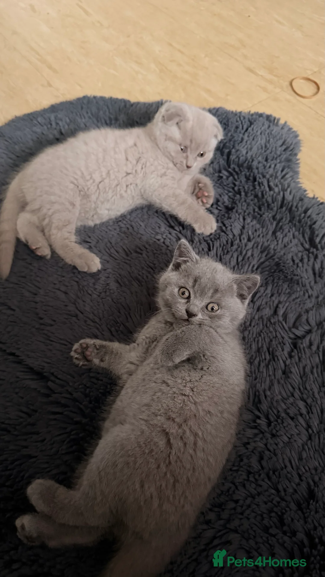 British Shorthair cats for sale: British Short hair and Scotish Fold - Advert 17