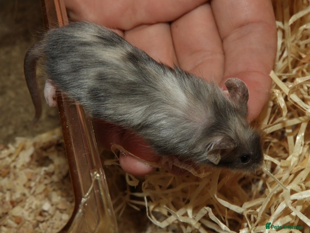 Mouse rodents for sale: Satin, long and short haired varieties  - Image 2