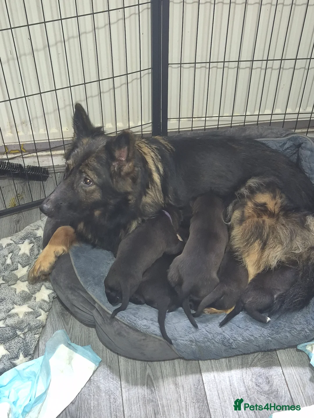 Mixed Breed dogs for sale: 6 Beautiful puppies for sale in Darwen - Advert 1