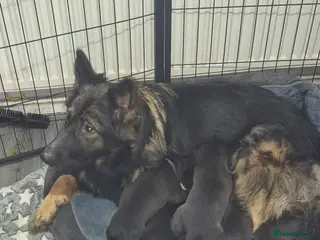 Mixed Breed dogs 6 Beautiful puppies for sale in Darwen - Advert 2