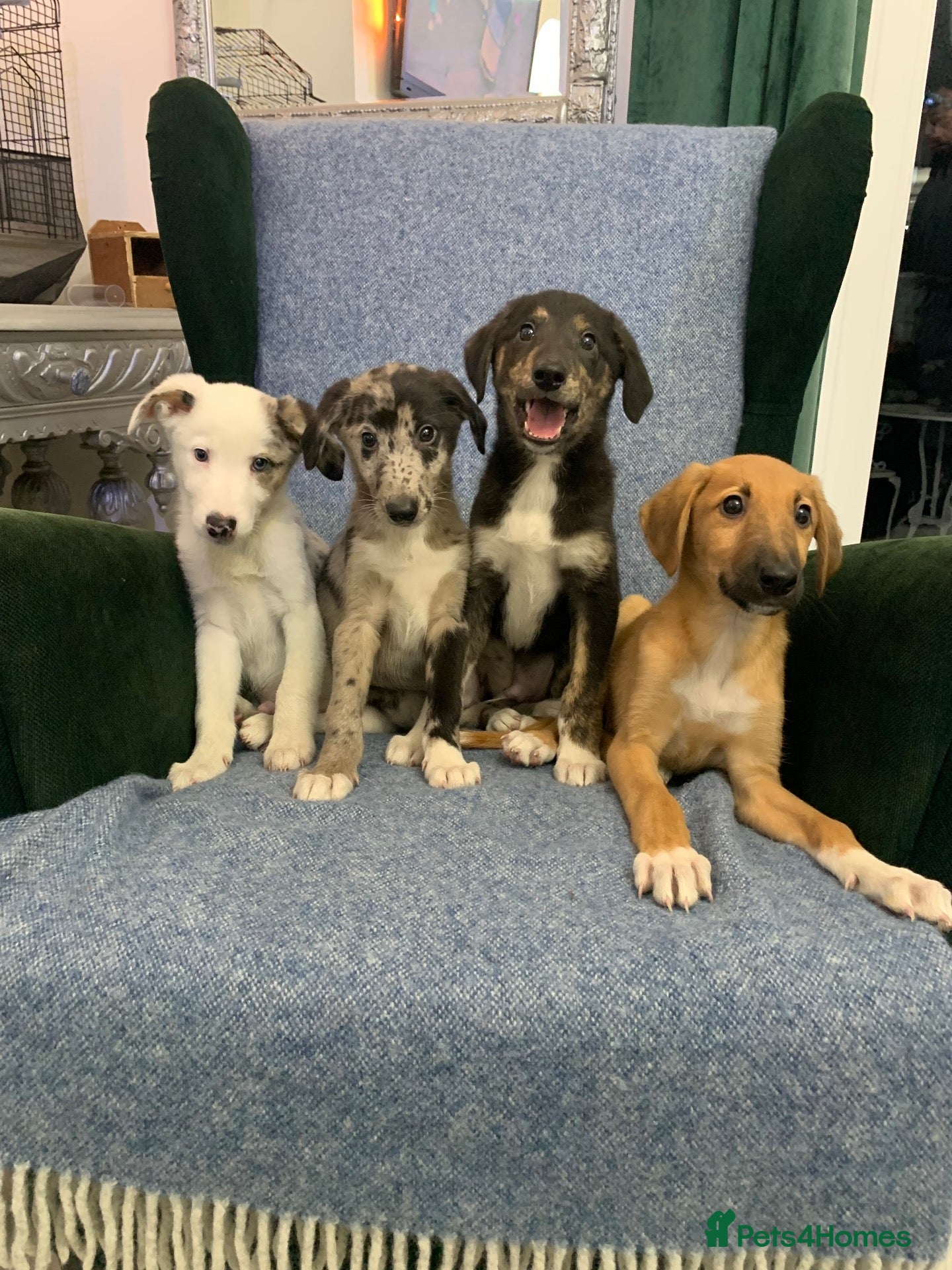 Mixed Breed dogs Blue Merle Border Collie x Lurcher Puppies  - Advert 10