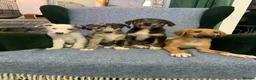 Mixed Breed dogs for sale: Blue Merle Border Collie x Lurcher Puppies  - Advert 13