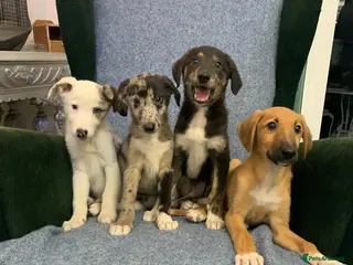 Mixed Breed dogs Blue Merle Border Collie x Lurcher Puppies - Advert 10