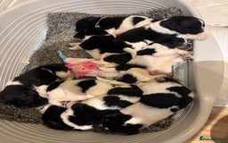 Newfoundland dogs for sale: QUALITY KC REGISTERED NEWFOUNDLAND PUPPIES - Image 2