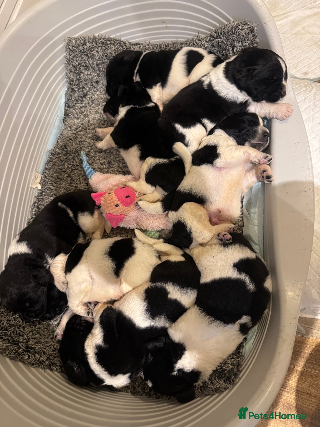 Newfoundland dogs for sale: QUALITY KC REGISTERED NEWFOUNDLAND PUPPIES - Image 2